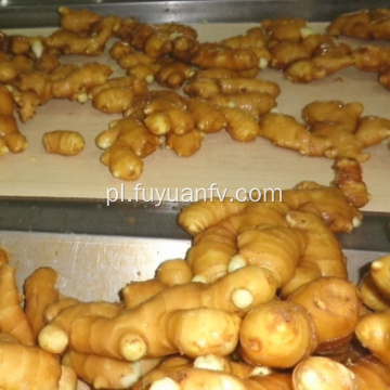 Hurtownie Premium klasy Organic Fresh Ginger